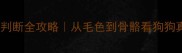 泰迪犬年龄判断全攻略从毛色到骨骼看狗狗真实岁数