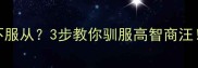 边牧拆家乱叫不服从3步教你驯服高智商汪附训练全攻略