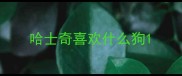 哈士奇喜欢什么狗