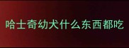 哈士奇幼犬什么东西都吃