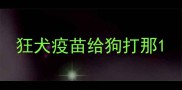 狂犬疫苗给狗打那