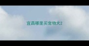 宜昌哪里买宠物犬
