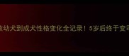 边牧幼犬到成犬性格变化全记录5岁后终于变乖狗