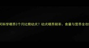 如何科学喂养2个月比熊幼犬幼犬喂养频率食量与营养全攻略