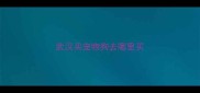 武汉买宠物狗去哪里买