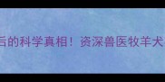 边牧偷吃粪便背后的科学真相资深兽医牧羊犬异常行为全攻略
