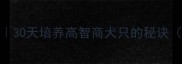 边牧训练口诀大全30天培养高智商犬只的秘诀附保姆级实操指南