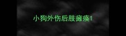 小狗外伤后肢瘫痪
