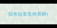 拉布拉多怎样养胖