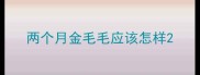 两个月金毛毛应该怎样