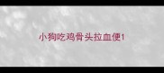 小狗吃鸡骨头拉血便
