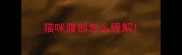 猫咪腹部怎么缓解