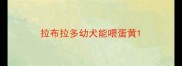 拉布拉多幼犬能喂蛋黄