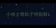 小哈士奇肚子特别鼓