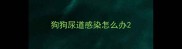 狗狗尿道感染怎么办
