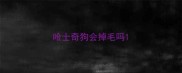 哈士奇狗会掉毛吗