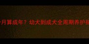 萨摩耶成犬标准几个月算成年幼犬到成犬全周期养护指南附成长时间表