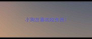小狗总喜欢咬东西
