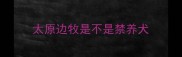 太原边牧是不是禁养犬