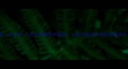 新手必看哈士奇1-7岁全周期养护指南从幼犬到成年的科学喂养与健康管理
