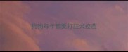 狗狗每年都要打狂犬疫苗