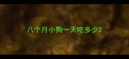 八个月小狗一天吃多少
