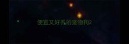 便宜又好养的宠物狗