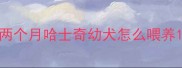 两个月哈士奇幼犬怎么喂养