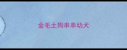 金毛土狗串串幼犬