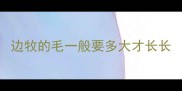 边牧的毛一般要多大才长长