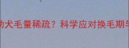 4个月萨摩耶幼犬毛量稀疏科学应对换毛期与护理误区全