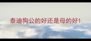 泰迪狗公的好还是母的好