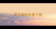 夏天猫咪体重下降