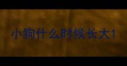 小狗什么时候长大