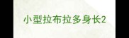 小型拉布拉多身长