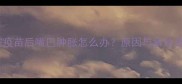 狗狗打完疫苗后嘴巴肿胀怎么办原因与紧急处理指南