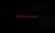 蓝陨石边牧的特征