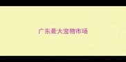 广东最大宠物市场