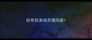 拉布拉多幼犬接回家