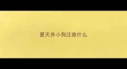 夏天养小狗注意什么