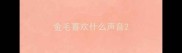 金毛喜欢什么声音