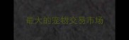 最大的宠物交易市场