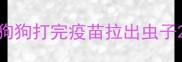 狗狗打完疫苗拉出虫子