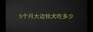 5个月大边牧犬吃多少