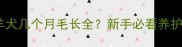 边境牧羊犬几个月毛长全新手必看养护指南