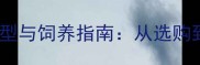 成年拉布拉多标准体型与饲养指南从选购到日常管理的全攻略
