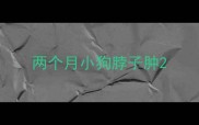 两个月小狗脖子肿