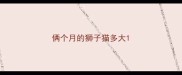 俩个月的狮子猫多大
