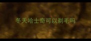 冬天哈士奇可以剃毛吗