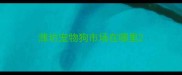 潍坊宠物狗市场在哪里